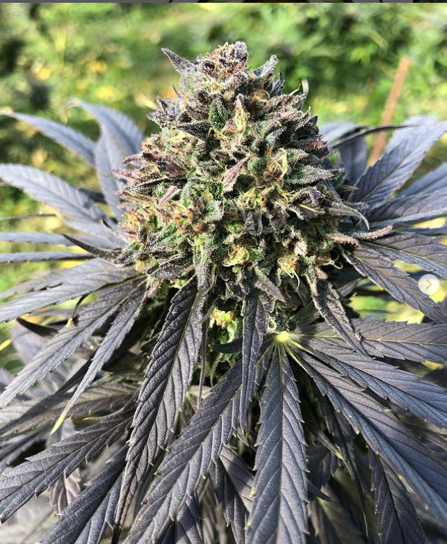 Fleurs de chanvre 'Purple Northwest' - GSO PROVENCE CBD