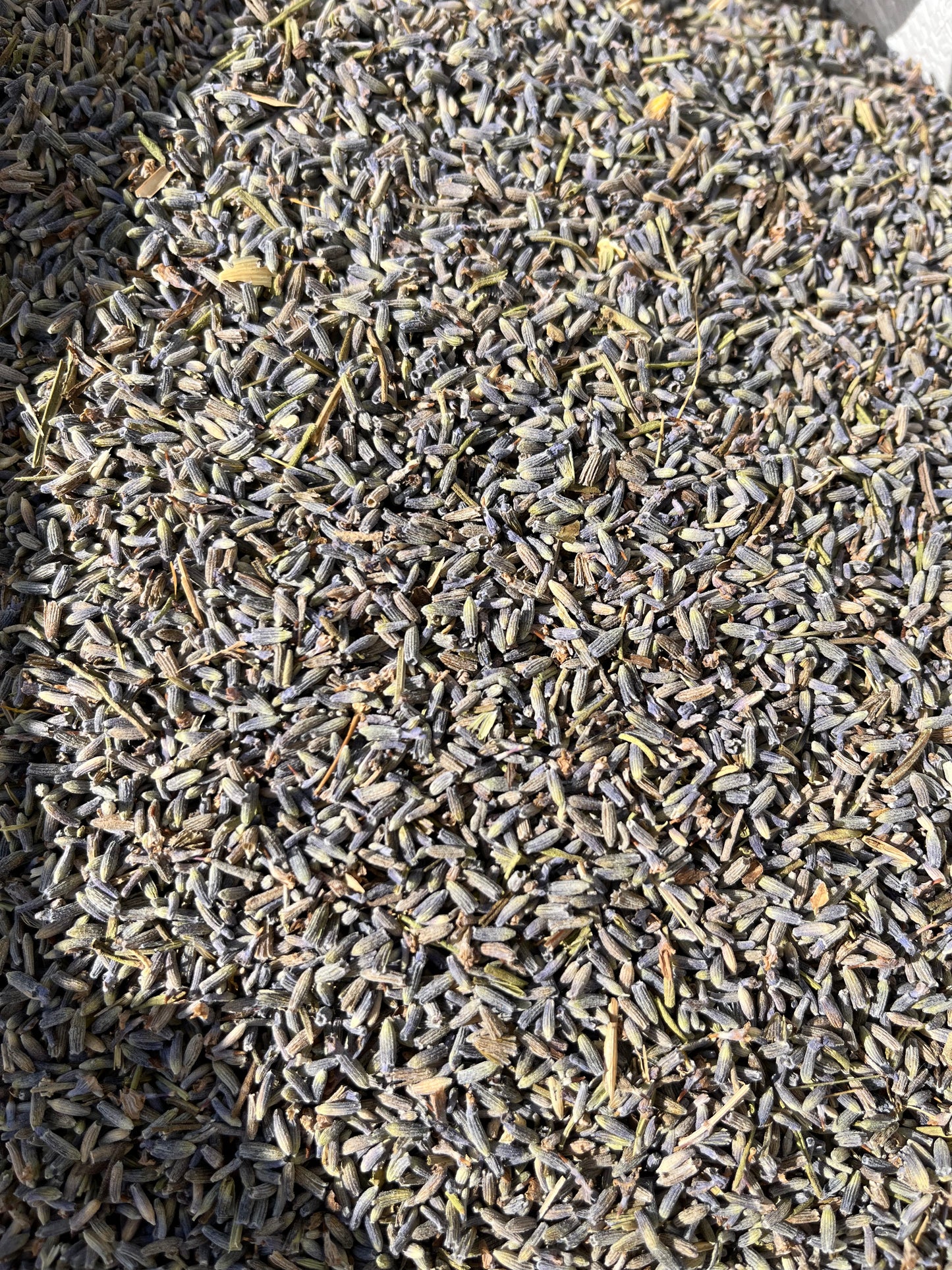 Lavandin de la montagne de Lure 04 - GSO PROVENCE CBD