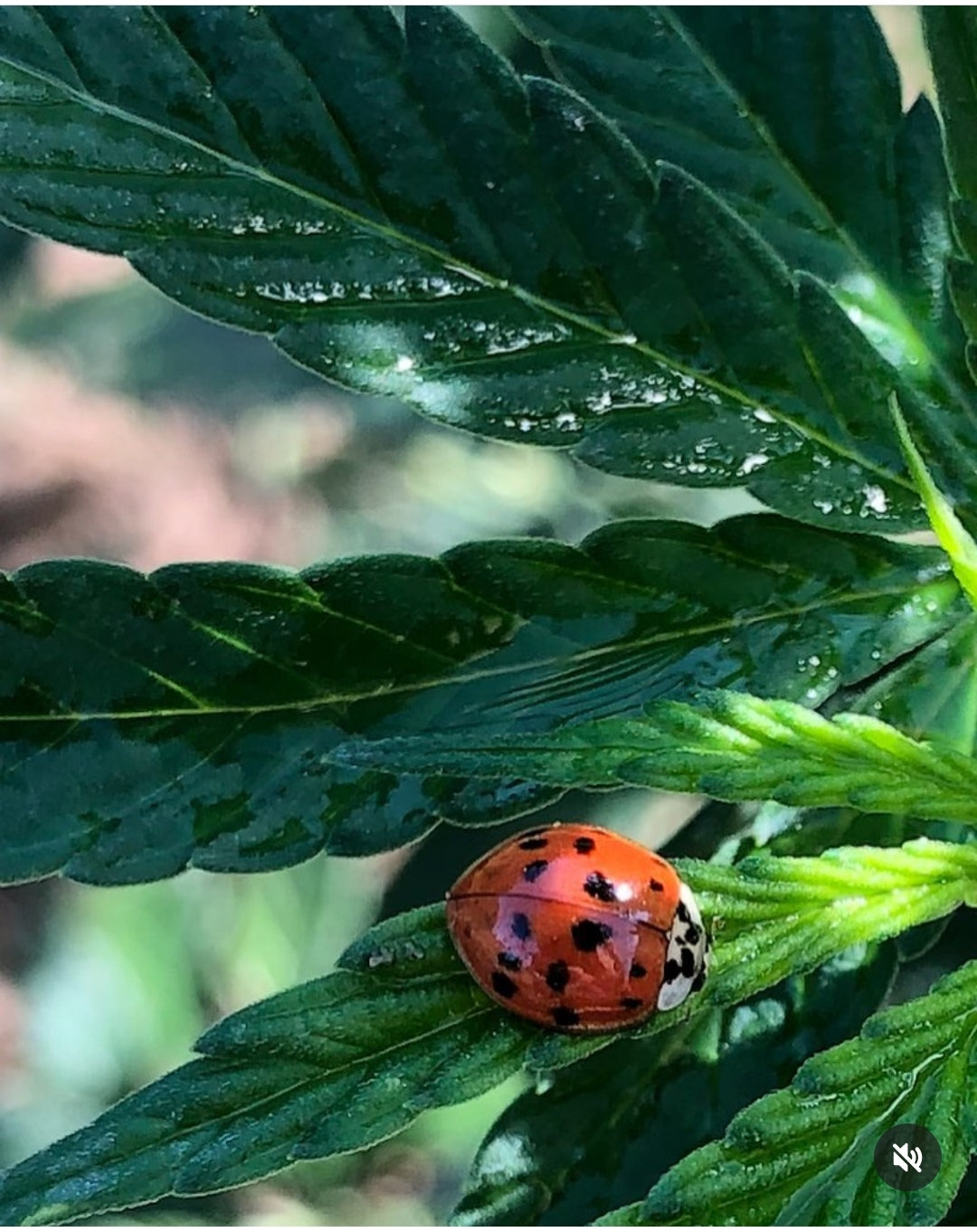 Les fleur de Chanvre CBD Biologiques