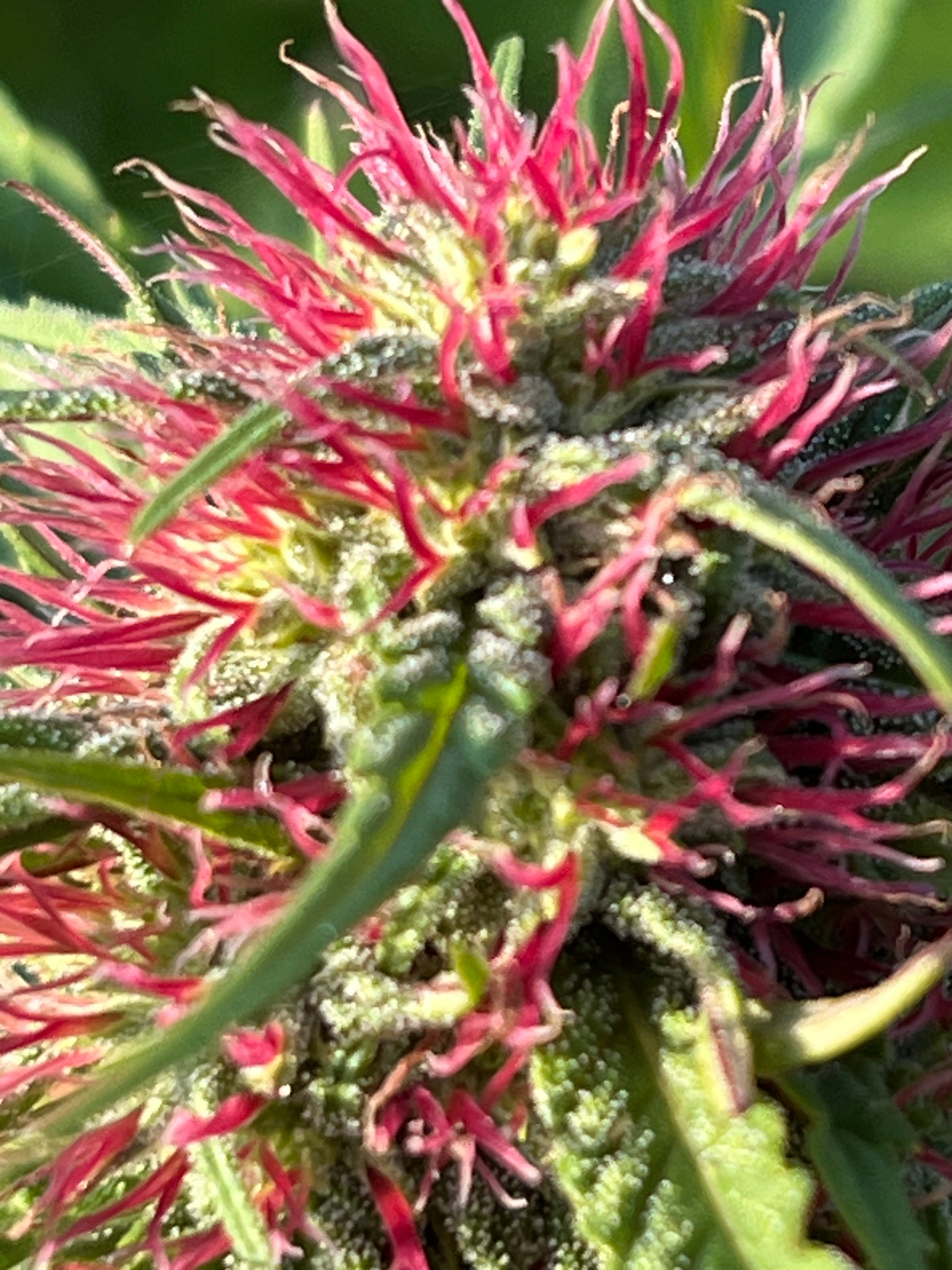 NOUVEAUTÉ 2026 !   WESTERN CHERRY – 🍒 Fleur CBD Bio