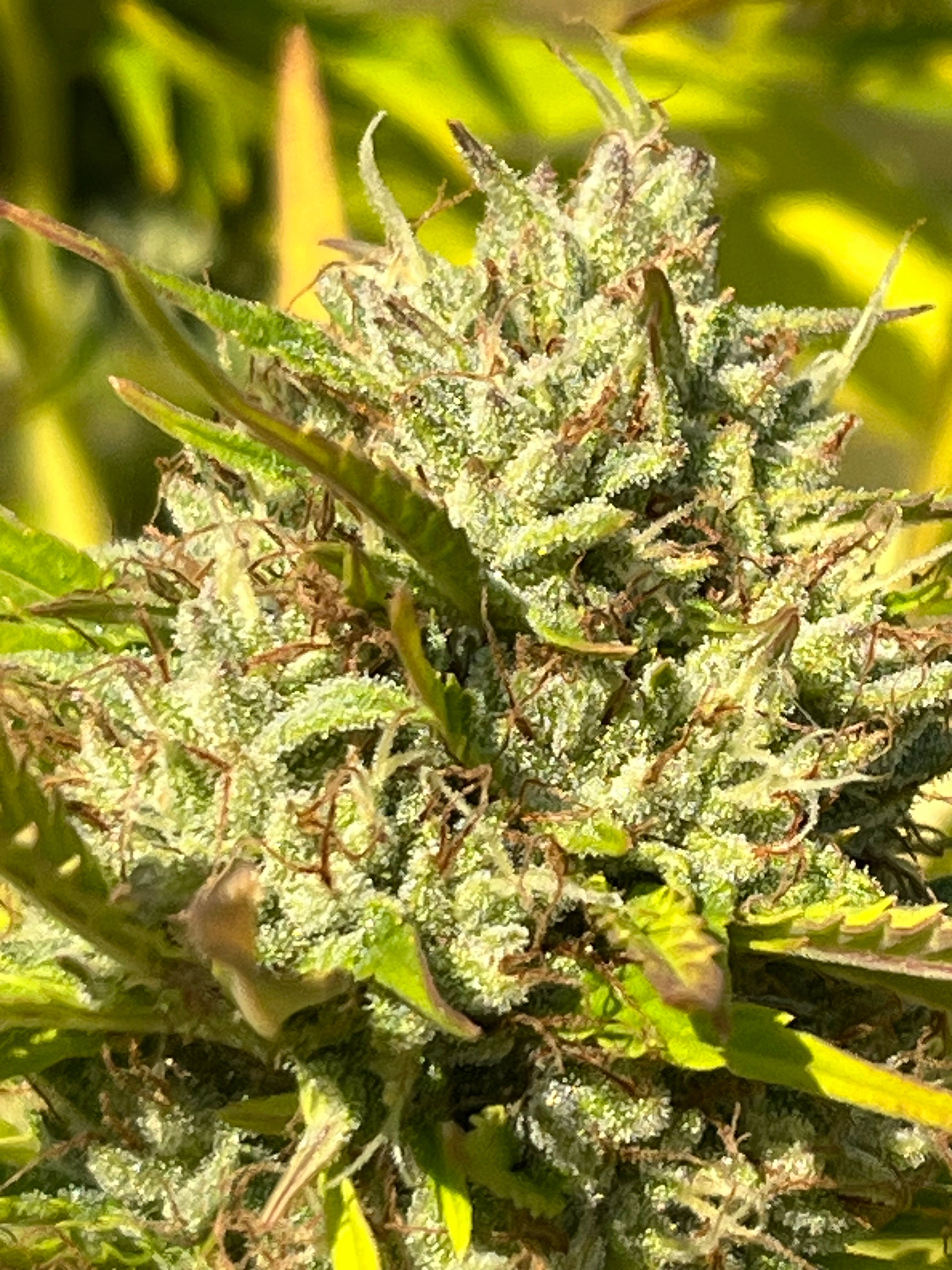 NOUVEAUTÉ 2026 !   LIFTER Star ⭐ – 🍊 Fleur CBD Bio