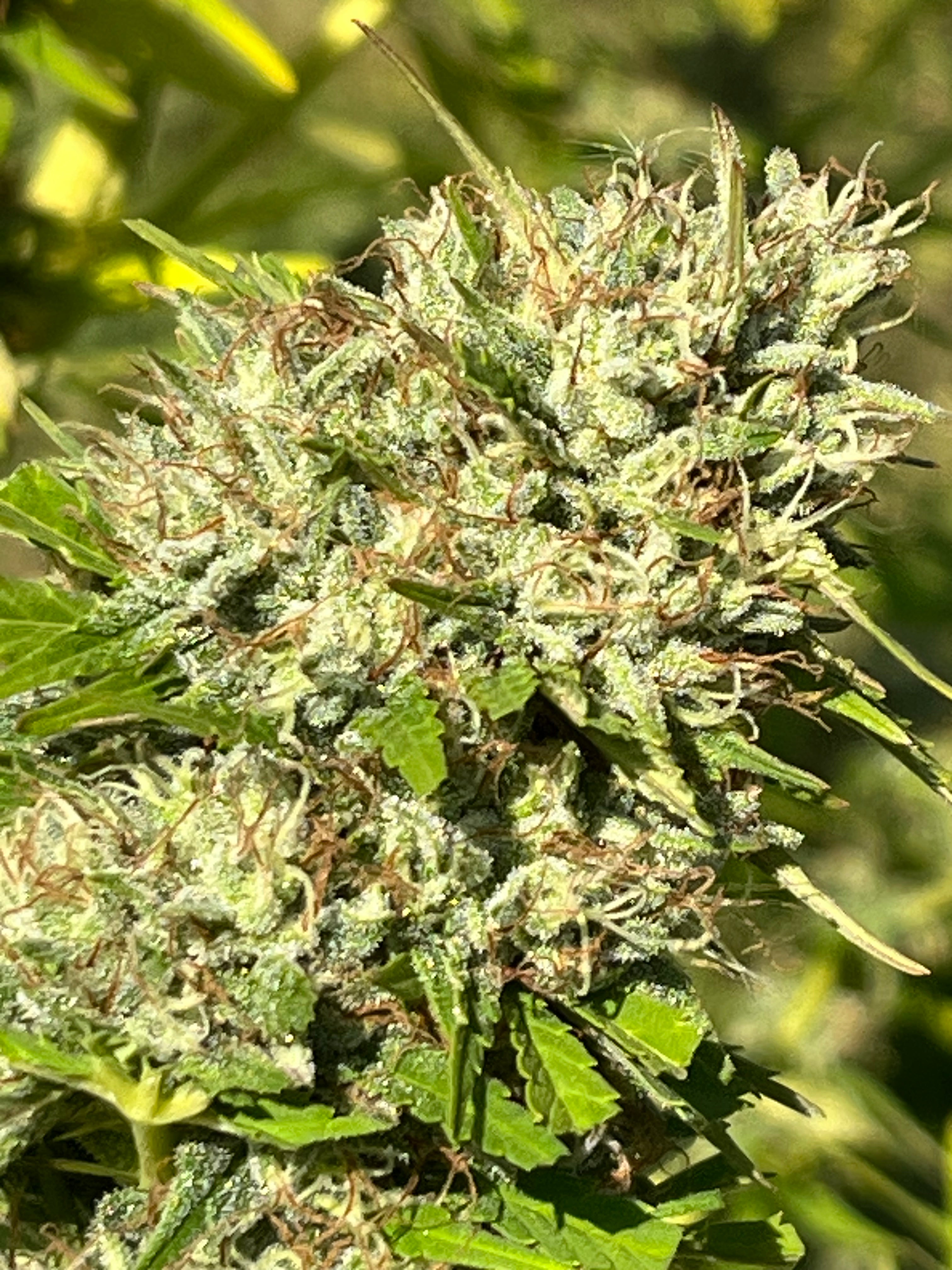 NOUVEAUTÉ 2026 !   LIFTER Star ⭐ – 🍊 Fleur CBD Bio