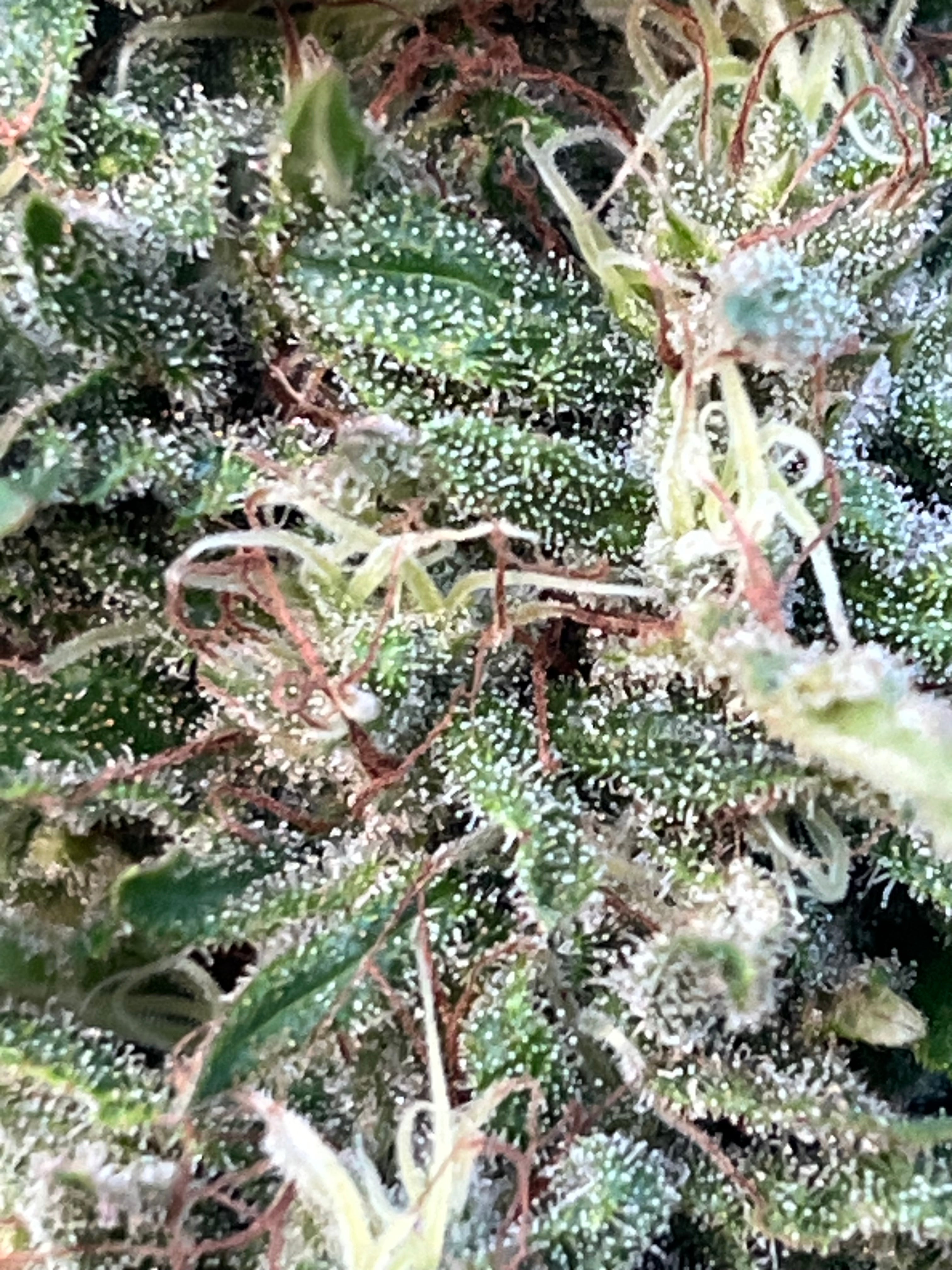 NOUVEAUTÉ 2026 !   SWEET CRITICAL🍍 🍬 – Fleur CBD Bio