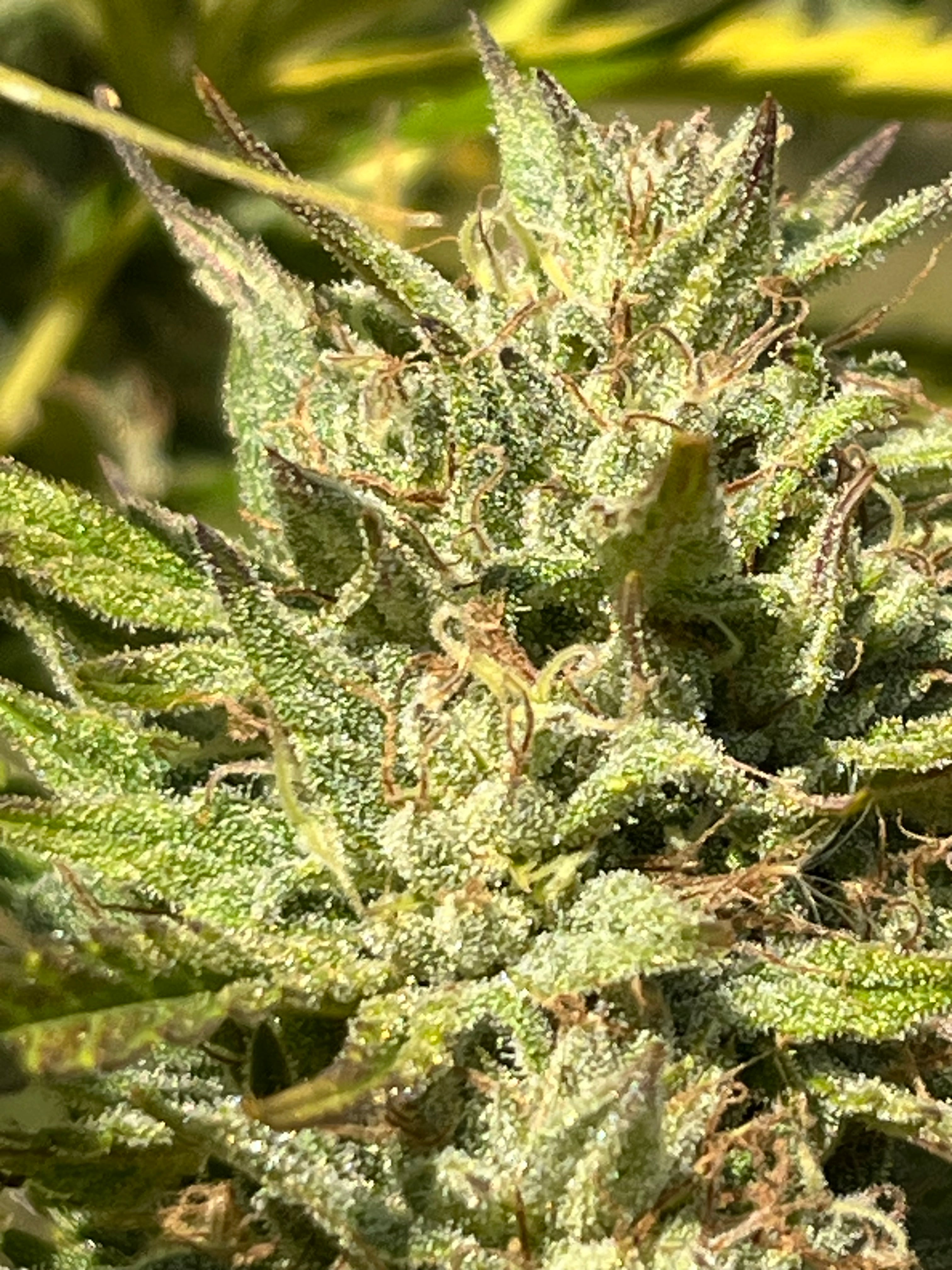 NOUVEAUTÉ 2026 !   LIFTER Star ⭐ – 🍊 Fleur CBD Bio