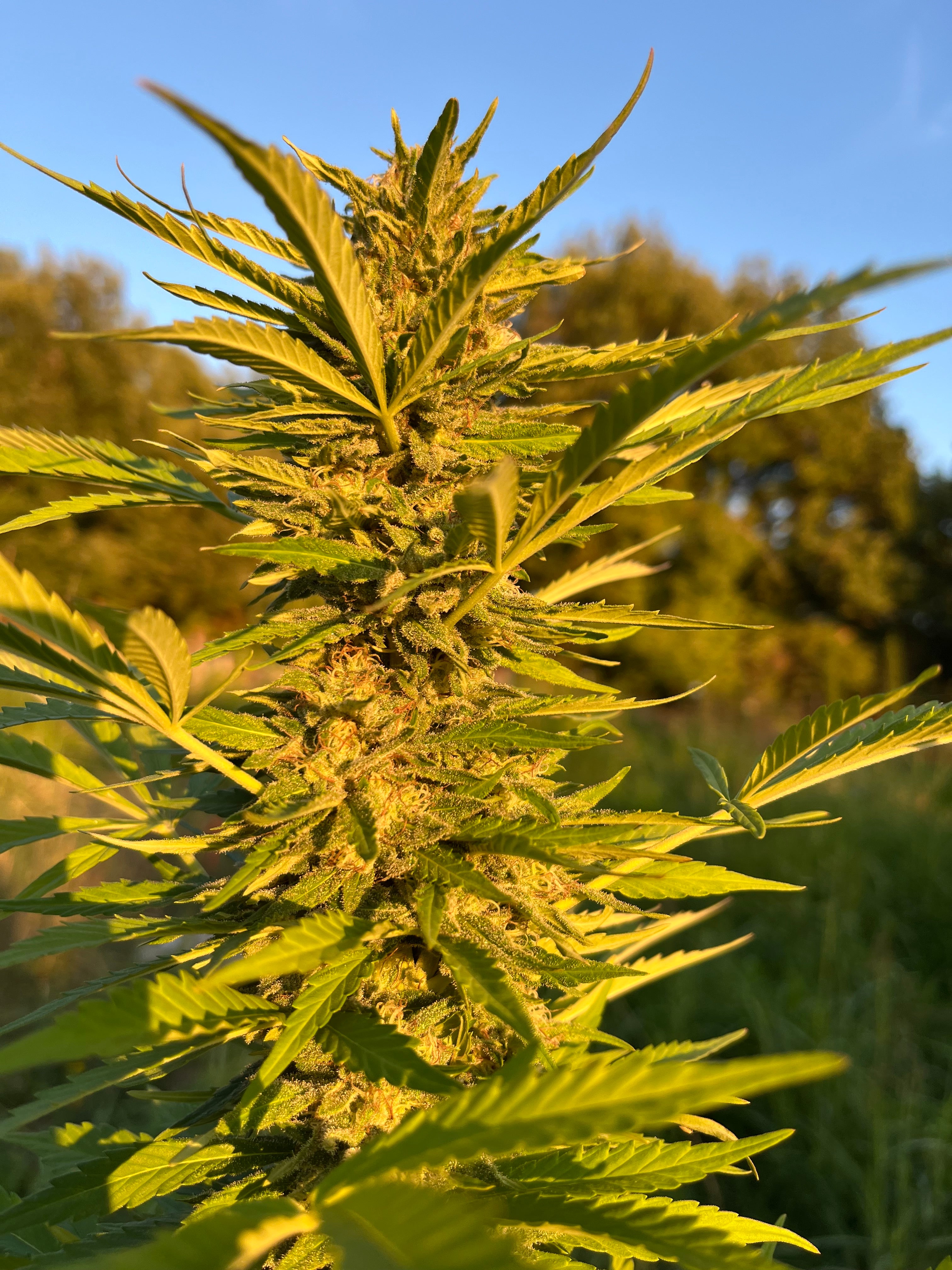 NOUVEAUTÉ 2026 !   SWEET CRITICAL🍍 🍬 – Fleur CBD Bio