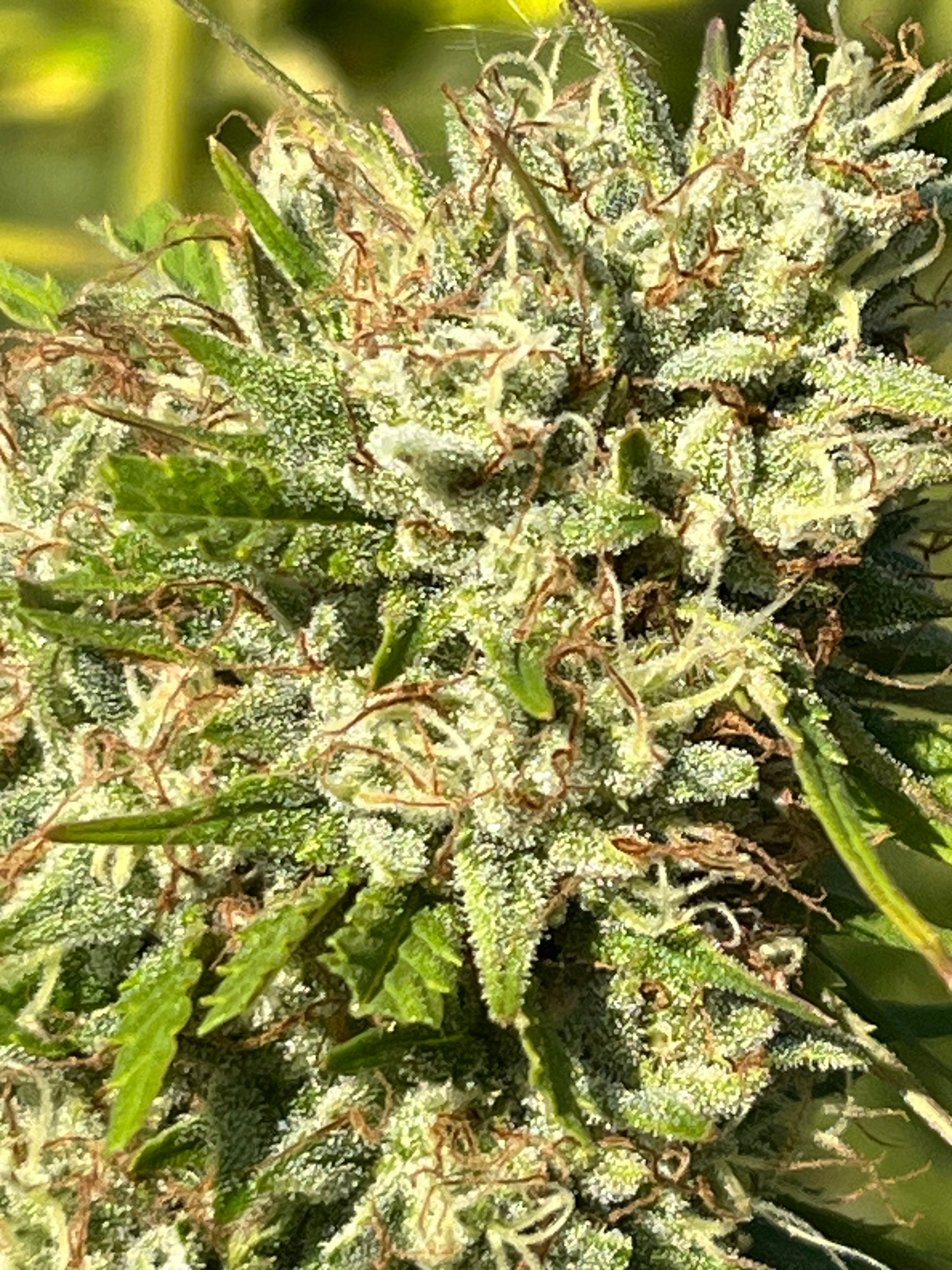 NOUVEAUTÉ 2026 !   LIFTER Star ⭐ – 🍊 Fleur CBD Bio