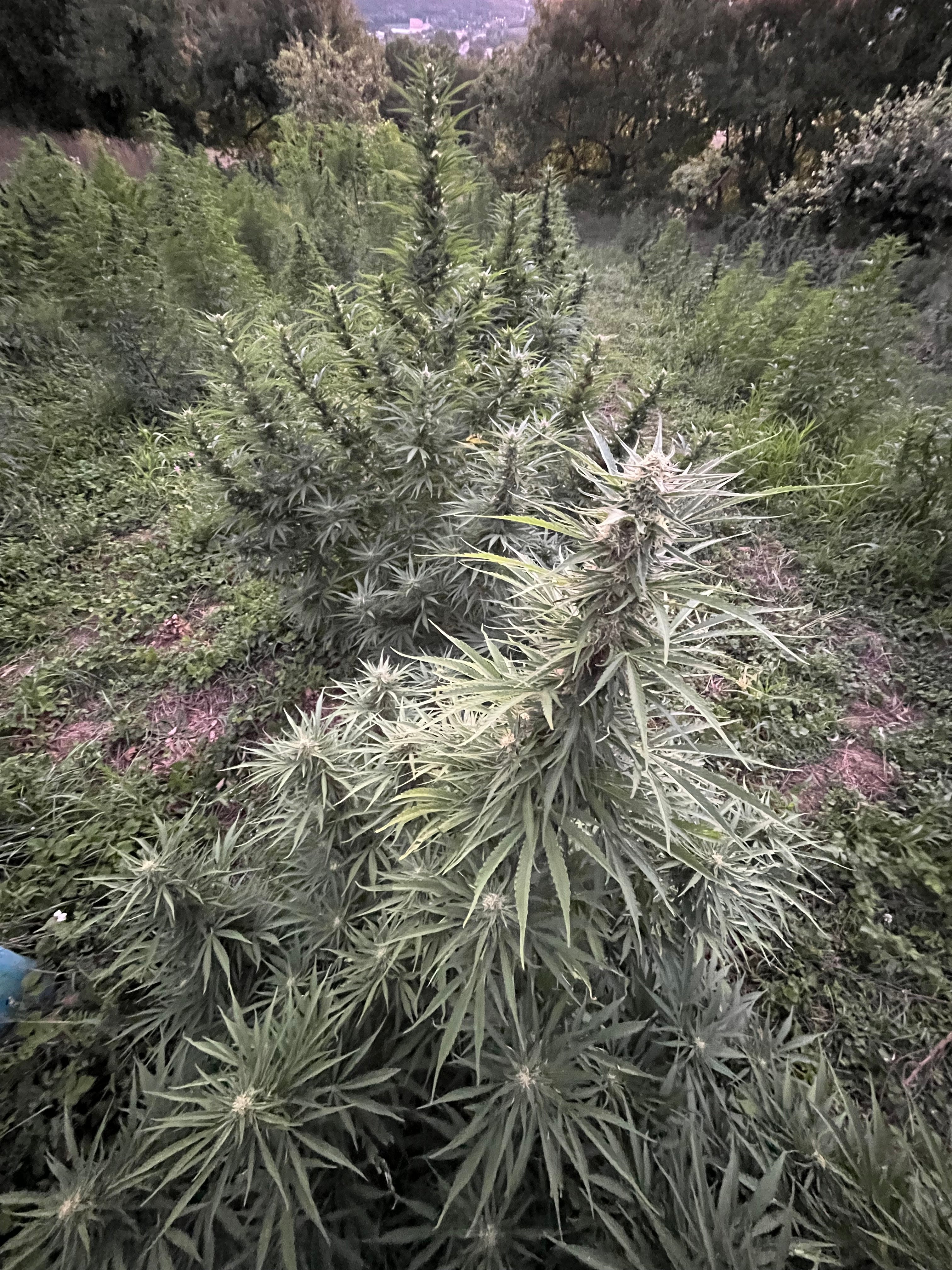 NOUVEAUTÉ 2026 !   SWEET CRITICAL🍍 🍬 – Fleur CBD Bio