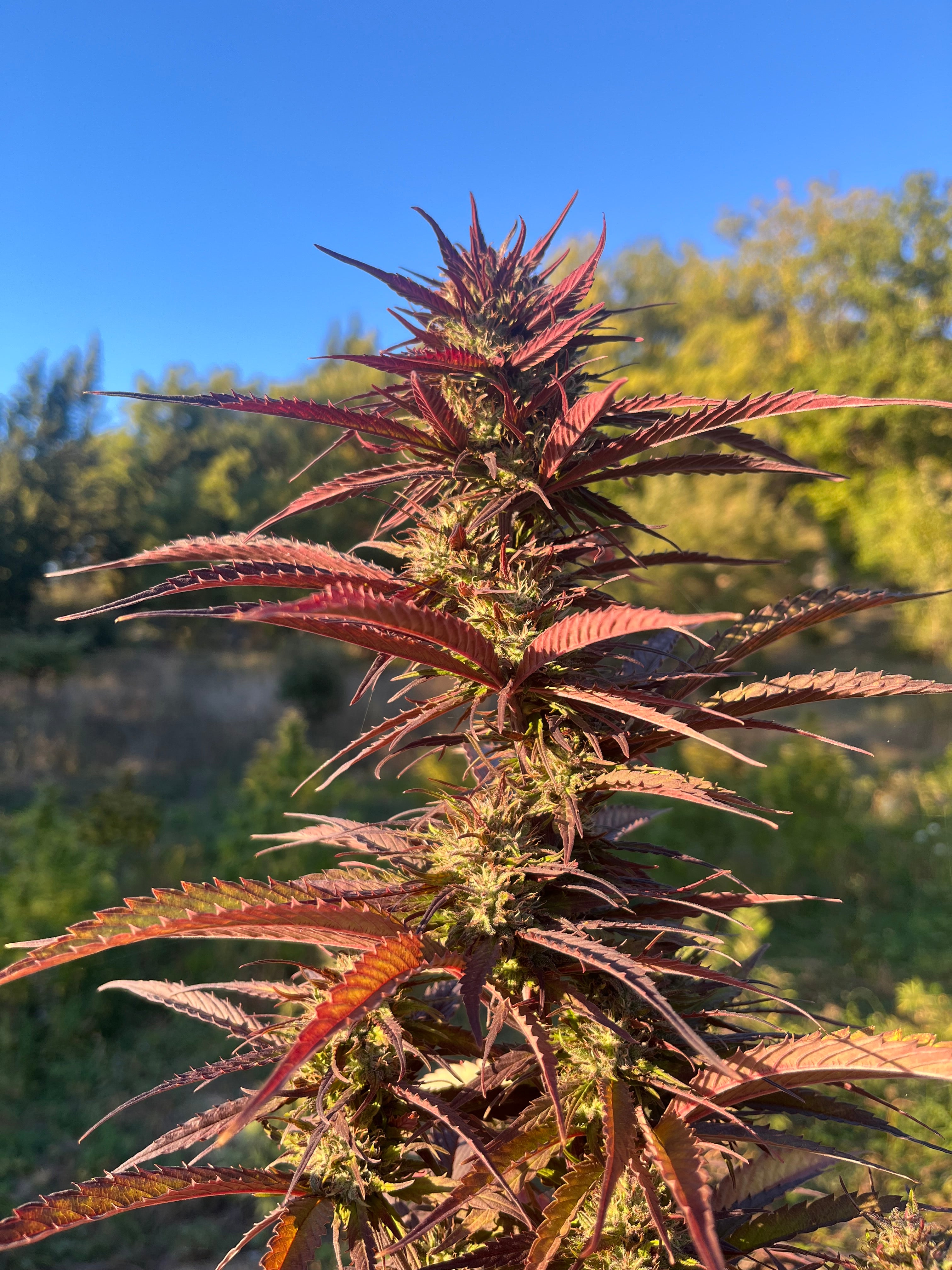 NOUVEAUTÉ 2026 !   WESTERN CHERRY – 🍒 Fleur CBD Bio