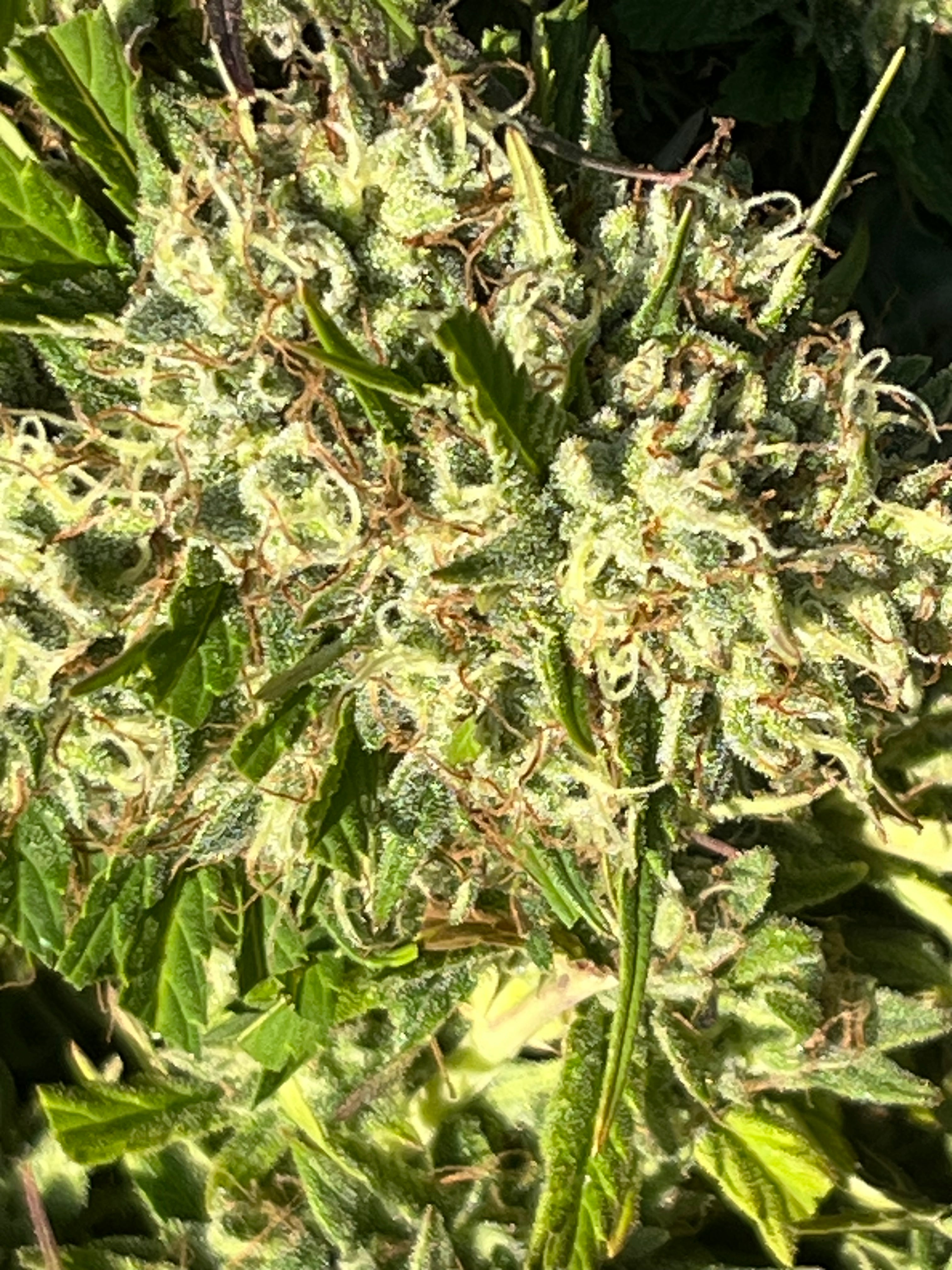 NOUVEAUTÉ 2026 !   LIFTER Star ⭐ – 🍊 Fleur CBD Bio