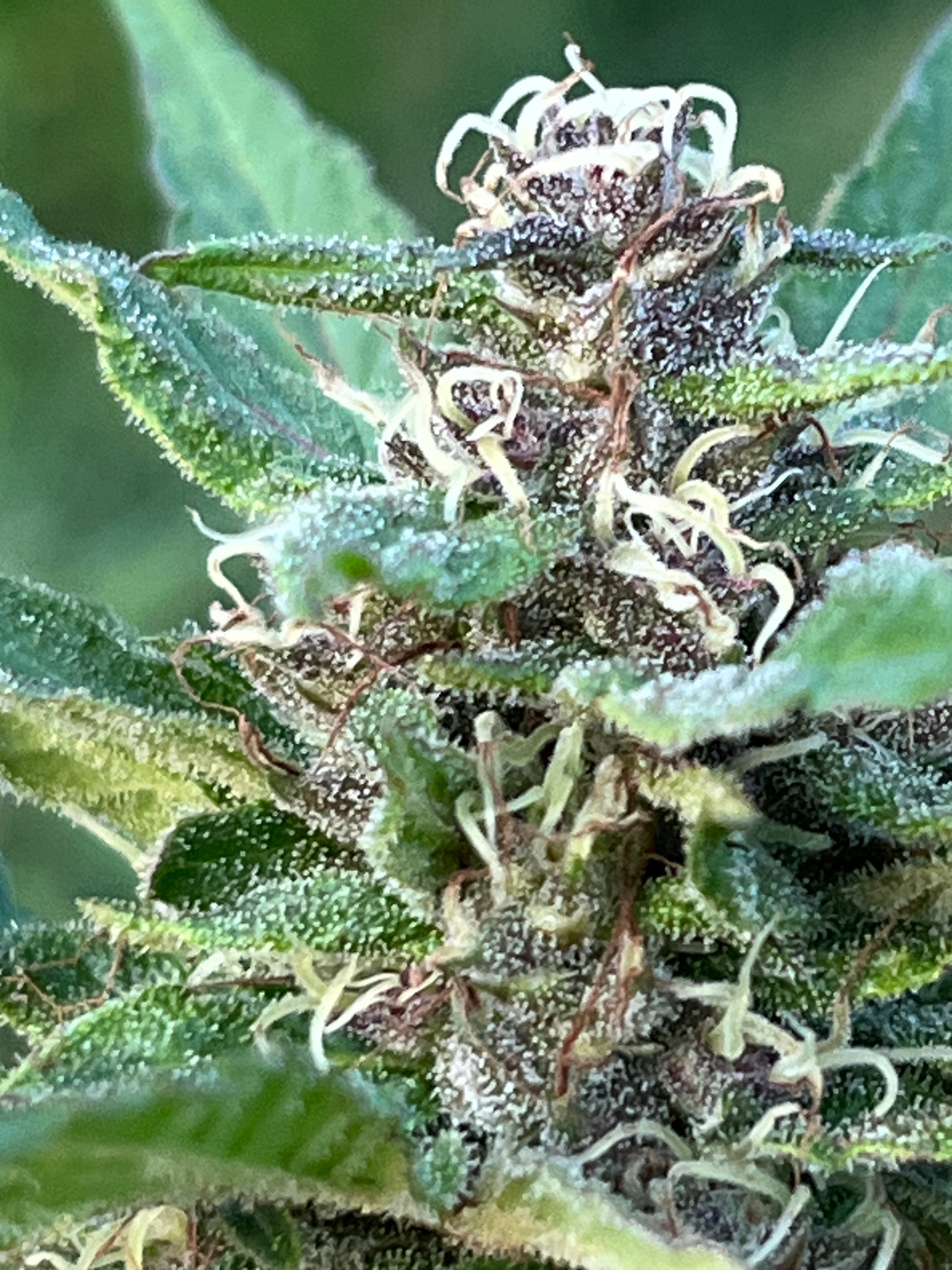 NOUVEAUTÉ 2026 !   SWEET CRITICAL🍍 🍬 – Fleur CBD Bio