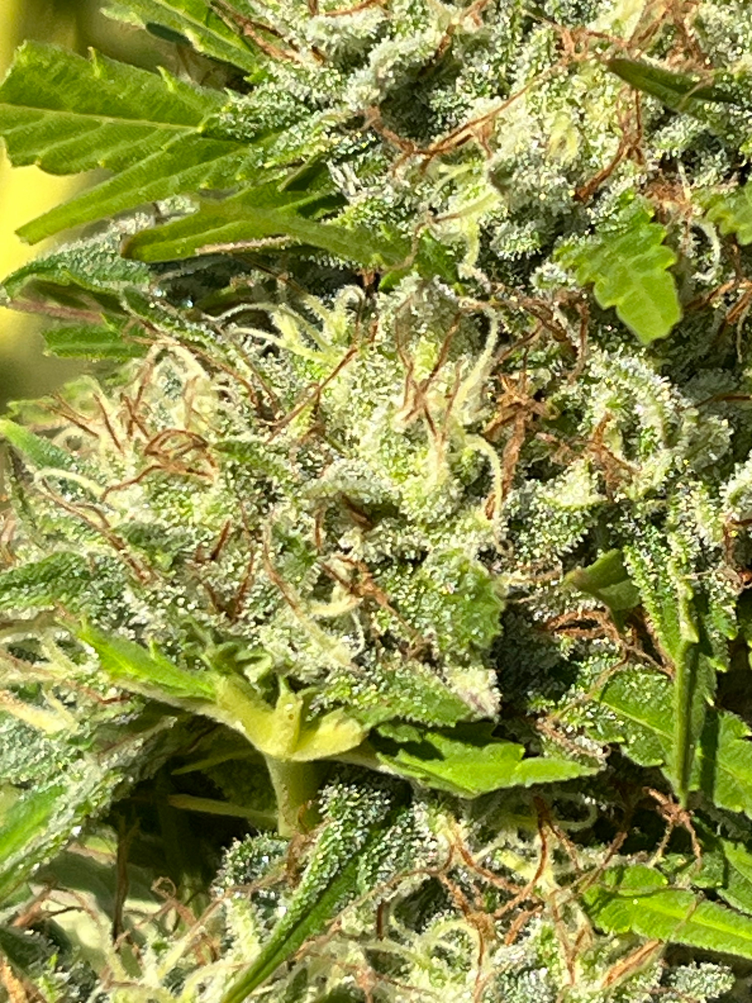 NOUVEAUTÉ 2026 !   LIFTER Star ⭐ – 🍊 Fleur CBD Bio