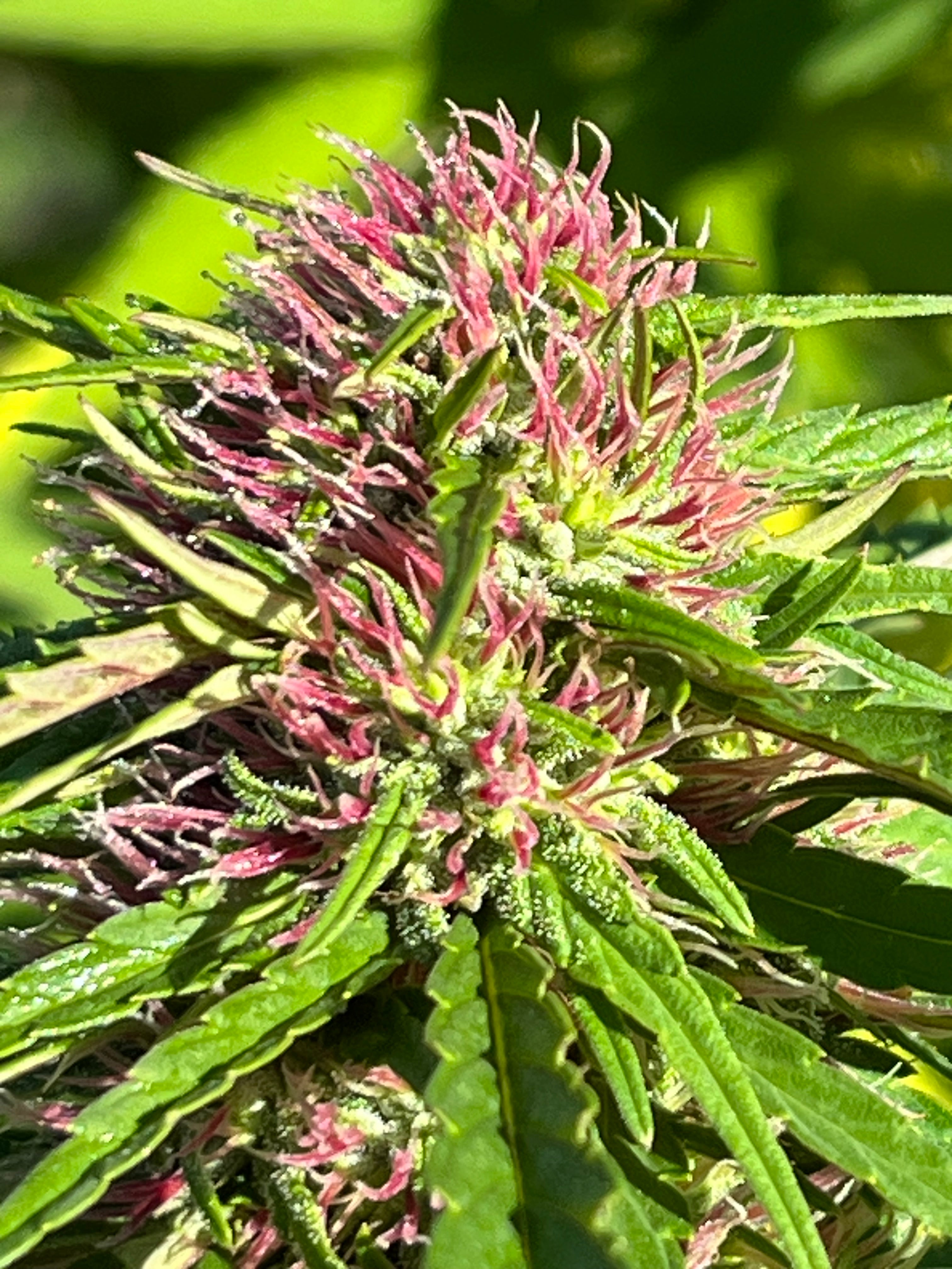 NOUVEAUTÉ 2026 !   WESTERN CHERRY – 🍒 Fleur CBD Bio