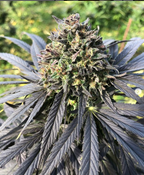 Fleurs de chanvre 'Purple Northwest' - GSO PROVENCE CBD