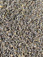 Lavandin de la montagne de Lure 04 - GSO PROVENCE CBD