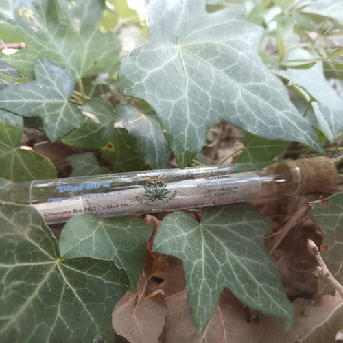 Stick pré-roulé bio 'Blue Bird' - GSO PROVENCE CBD