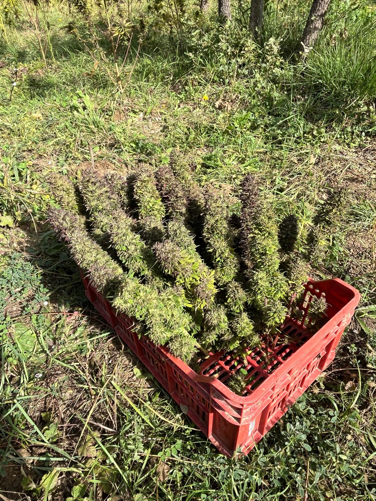 Fleurs de chanvre 'Blue Bird' - GSO PROVENCE CBD