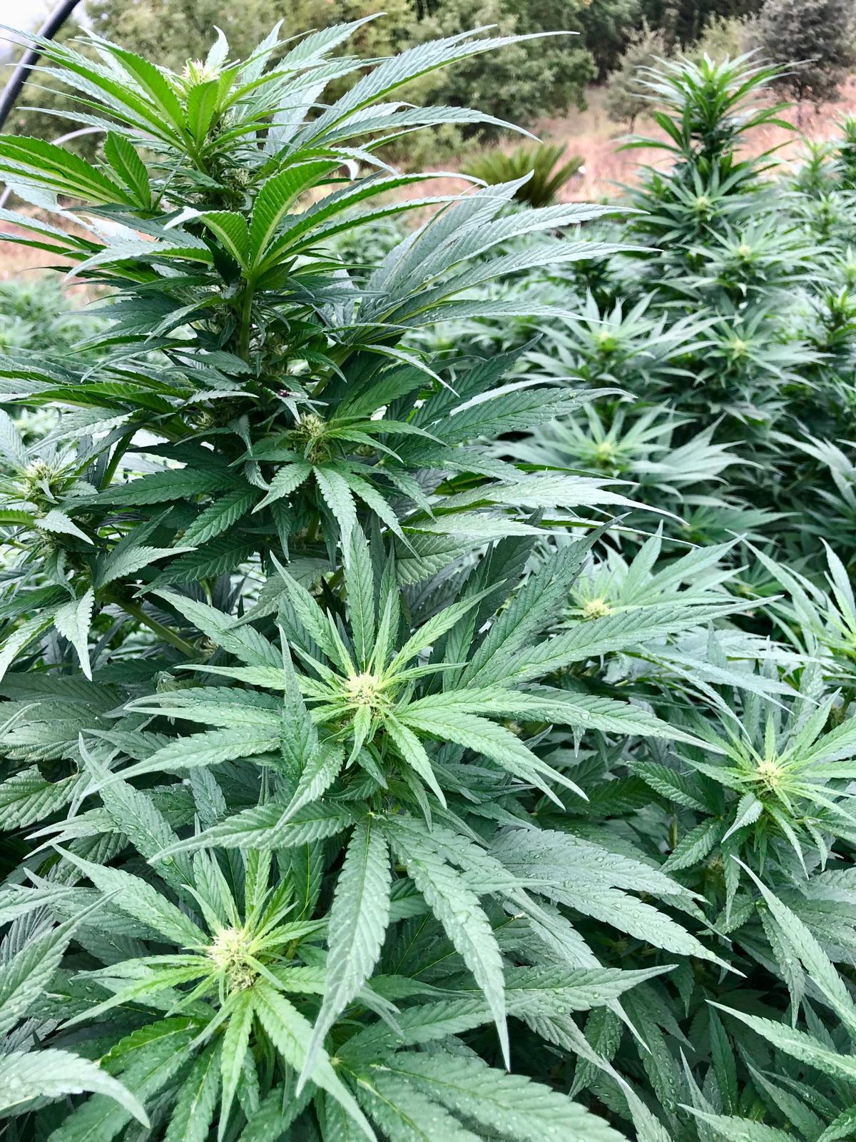 Fleurs de chanvre 'Blue Bird' - GSO PROVENCE CBD