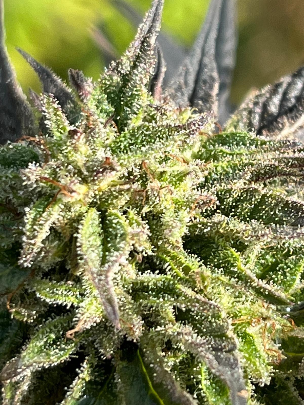 Fleurs de chanvre 'Blue Bird' - GSO PROVENCE CBD