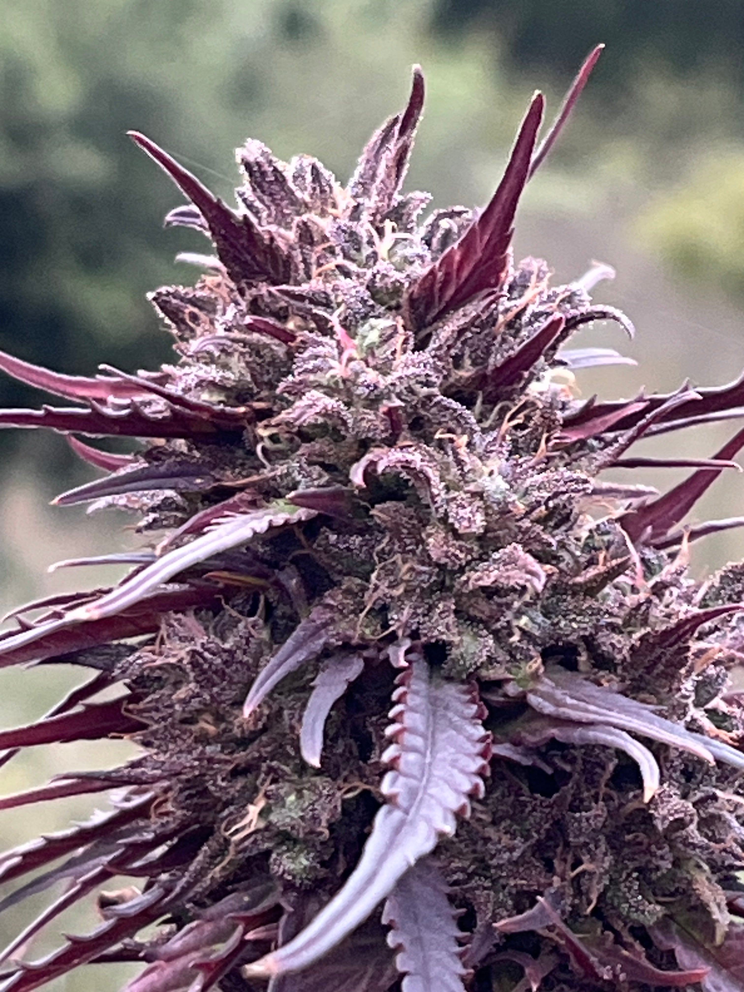 NOUVEAUTÉ 2026 !   WESTERN CHERRY – 🍒 Fleur CBD Bio