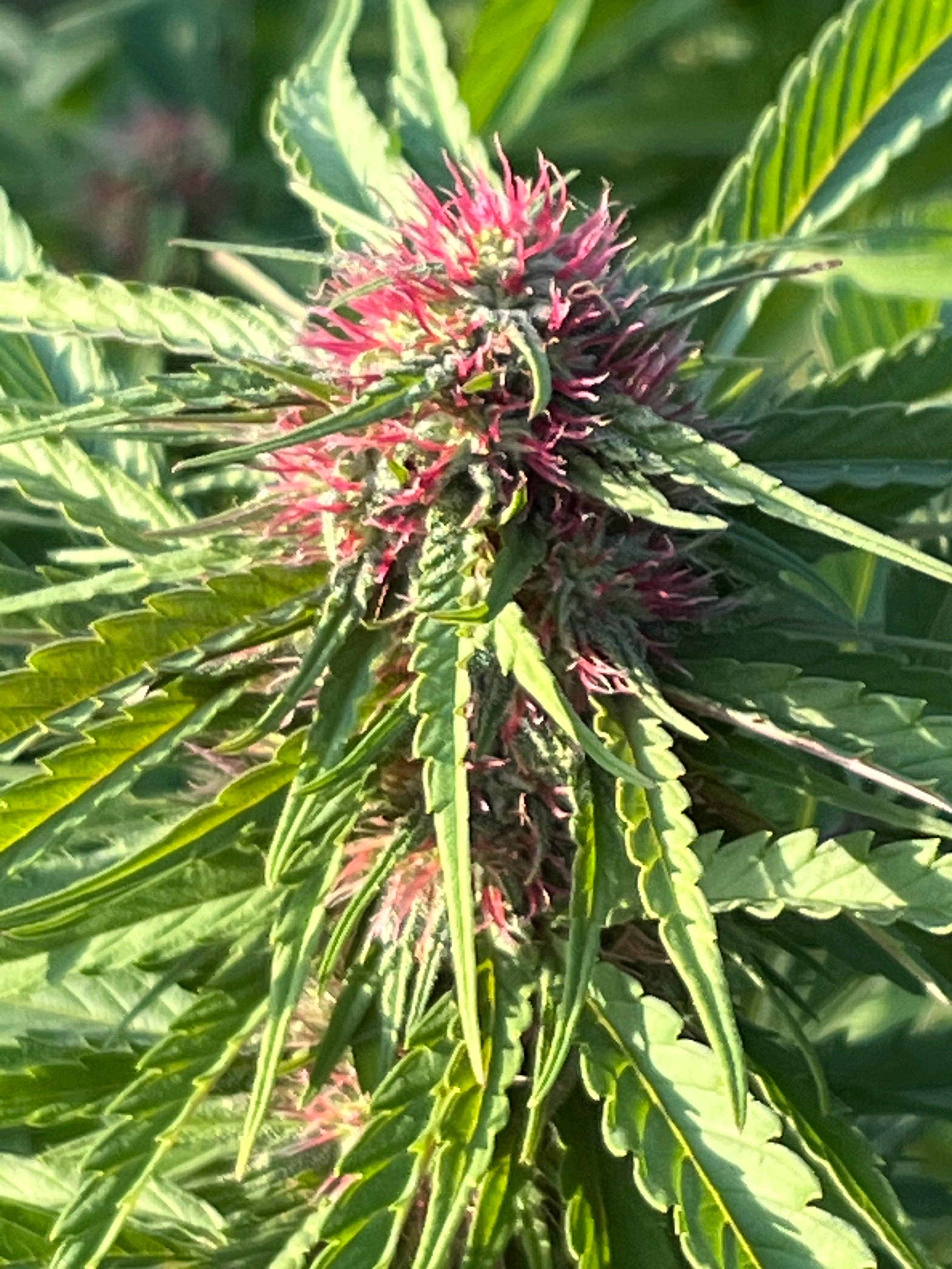 NOUVEAUTÉ 2026 !   WESTERN CHERRY – 🍒 Fleur CBD Bio